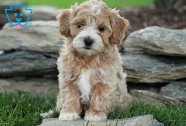 Payton Maltipoo2 image