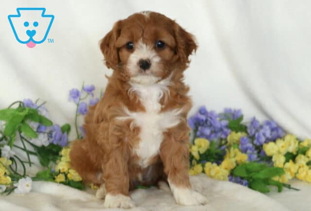 Paz Cavapoo image