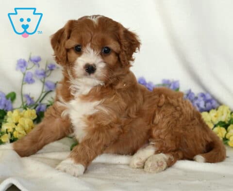 Paz Cavapoo2
