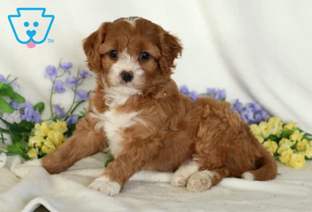 Paz Cavapoo2 image