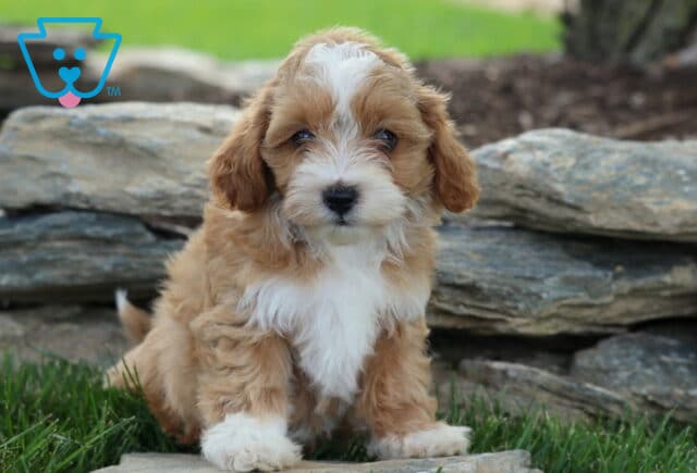 Curly apricot and white Maltipoo puppy sitting in green grass by a rustic stone wall, showcasing a fluffy coat, bright eyes, and a sweet teddy bear expression perfect for family companionship. image