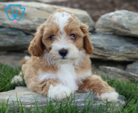 Peach Maltipoo2