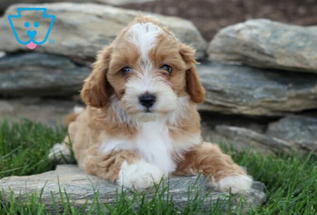 Adorable apricot and white Maltipoo puppy relaxing on a flat stone in the grass, featuring a fluffy wavy coat, expressive dark eyes, and a charming teddy bear face beside a natural rock garden setting. image