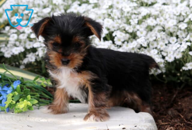 Peaches Yorkie image