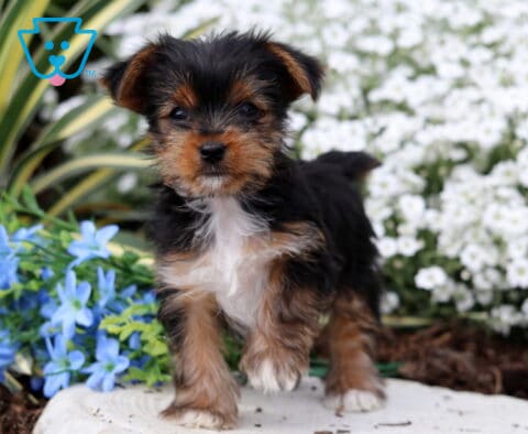 Peaches Yorkie2