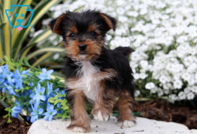 Peaches Yorkie2 image