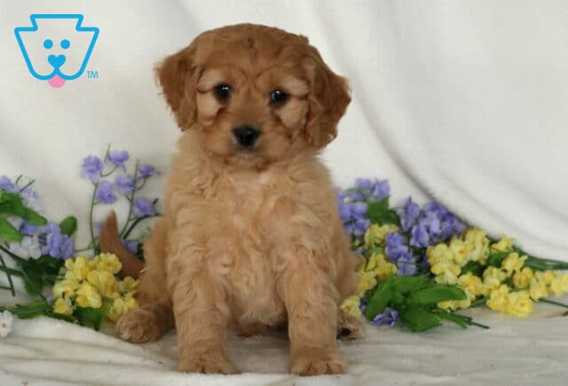 Fluffy apricot Cavapoo puppy sitting sweetly among yellow and purple flowers with a soft curly coat and gentle expression on a cozy white blanket image