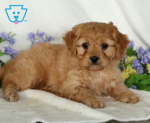 Peanut Cavapoo2