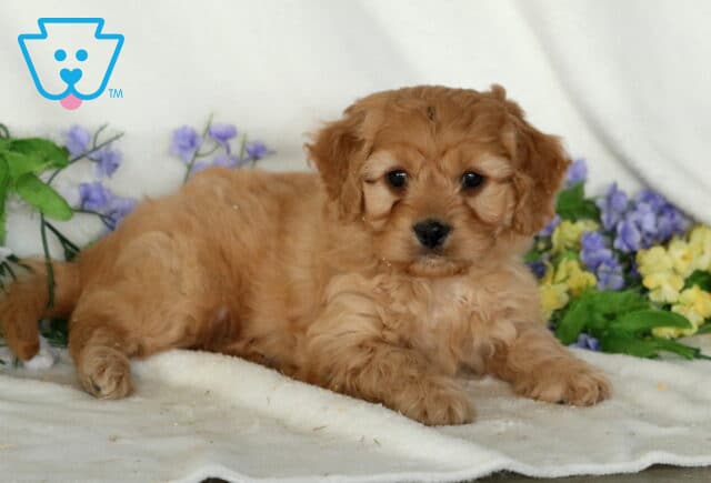 Precious apricot Cavapoo puppy relaxing on a soft white blanket with fluffy curls, expressive eyes, and colorful spring flowers surrounding the scene image