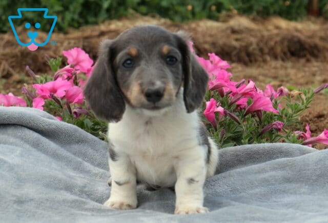 Blue and white Mini Dachshund puppy sitting on a soft gray blanket outdoors, framed by bright pink flowers and showing a sweet, curious expression. image