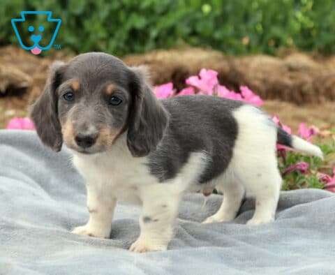 Dapple Mini Dachshund puppy standing on a plush gray blanket with pink flowers in the background, highlighting a unique blue and white coat and gentle eyes.