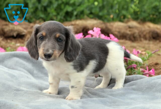 Dapple Mini Dachshund puppy standing on a plush gray blanket with pink flowers in the background, highlighting a unique blue and white coat and gentle eyes. image