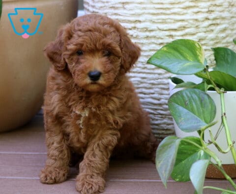 Pearl Mini Goldendoodle