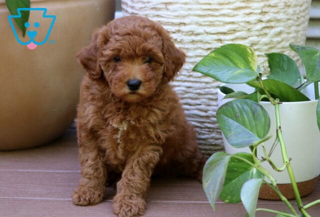 Pearl Mini Goldendoodle image