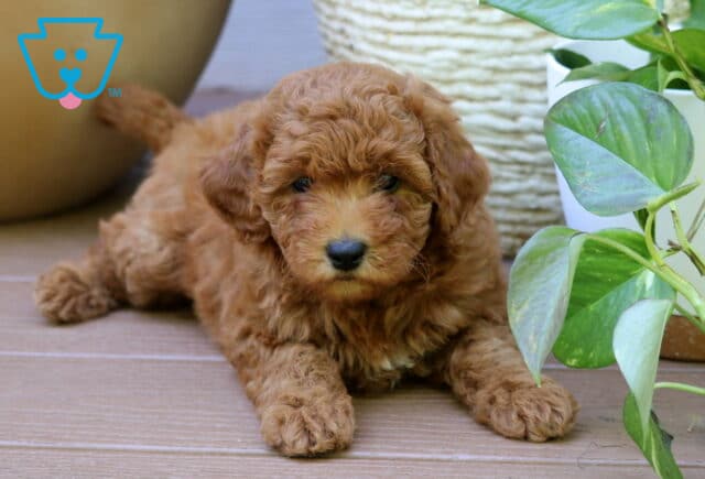 Pearl Mini Goldendoodle2 image