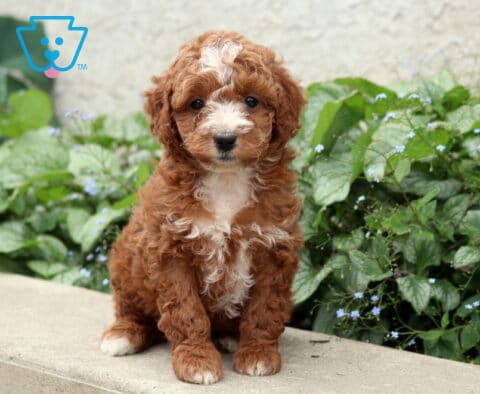 Pebbles Cockapoo