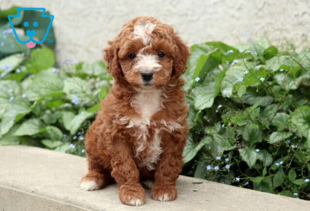 Pebbles Cockapoo image