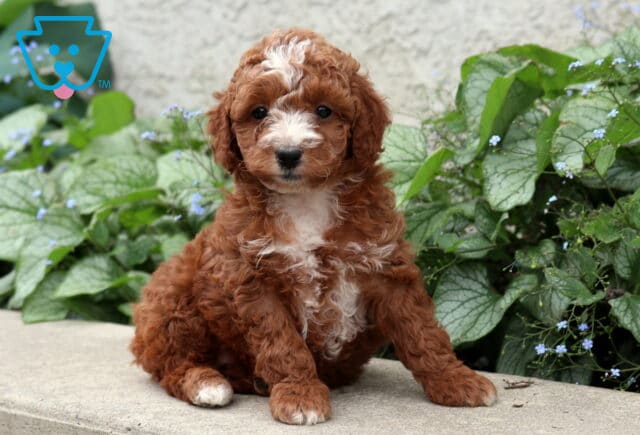 Pebbles Cockapoo2 image