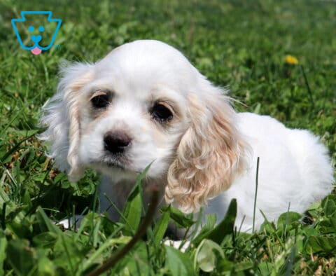 Penelope Cocker Spaniel