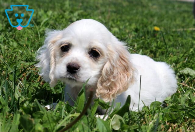 Penelope Cocker Spaniel image
