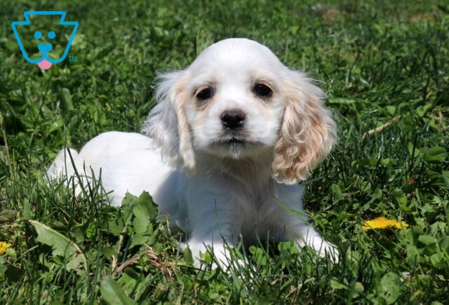 Penelope Cocker Spaniel2 image