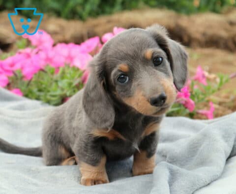 Blue and tan Mini Dachshund puppy with a curious head tilt sitting on a soft gray blanket, surrounded by bright pink flowers, showcasing its sweet face and expressive eyes.