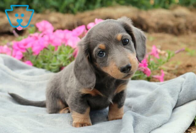 Blue and tan Mini Dachshund puppy with a curious head tilt sitting on a soft gray blanket, surrounded by bright pink flowers, showcasing its sweet face and expressive eyes. image