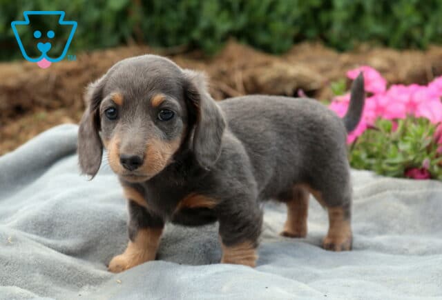 Blue and tan Mini Dachshund puppy standing on a gray blanket with pink flowers in the background, showing off its smooth coat, floppy ears, and alert, inquisitive expression. image