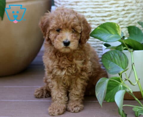 Fluffy apricot Mini Goldendoodle puppy posing beside a leafy houseplant with a soft curly coat and teddy bear appearance