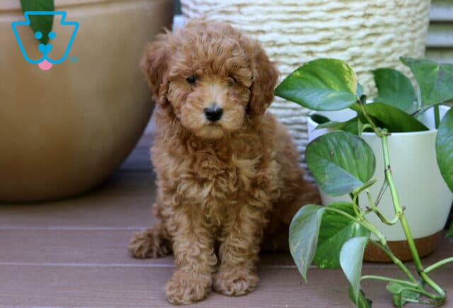 Penny Mini Goldendoodle image