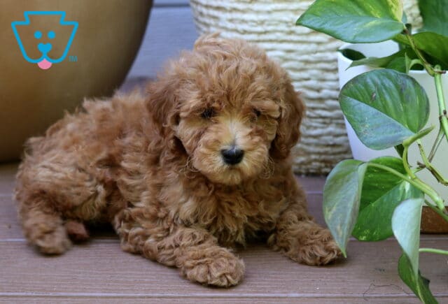 Penny Mini Goldendoodle2 image