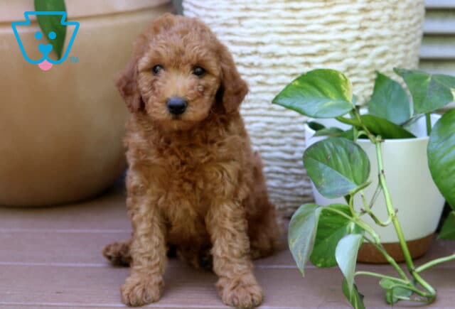 Pepper Mini Goldendoodle image
