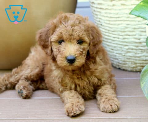 Pepper Mini Goldendoodle2