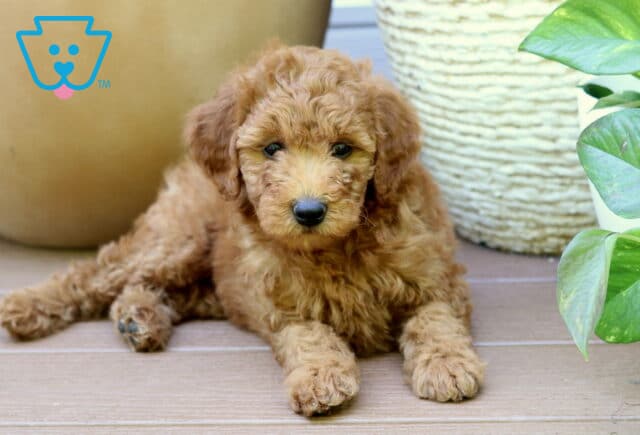 Pepper Mini Goldendoodle2 image
