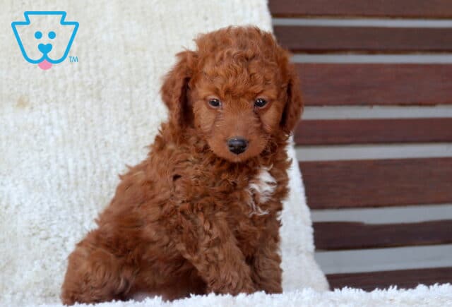 Mini Goldendoodle puppy with a rich red curly coat sitting on a soft white blanket, featuring a small white chest patch and a sweet, gentle expression. image