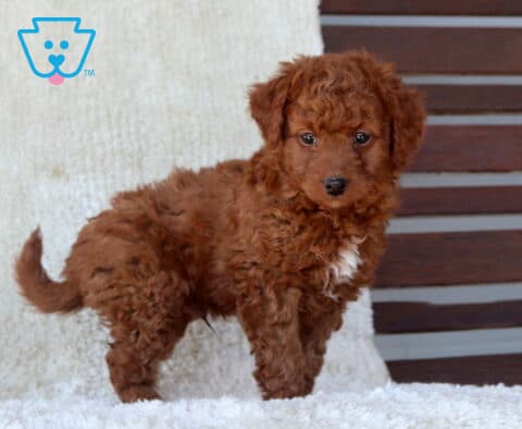 Mini Goldendoodle puppy with a deep red curly coat standing on a soft white blanket, featuring a small white chest marking and an alert, curious expression.