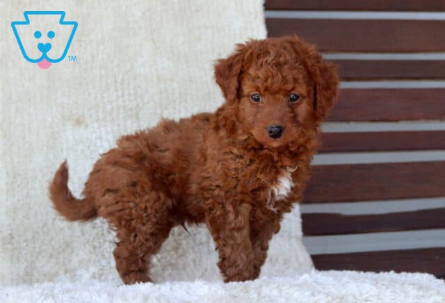Mini Goldendoodle puppy with a deep red curly coat standing on a soft white blanket, featuring a small white chest marking and an alert, curious expression. image