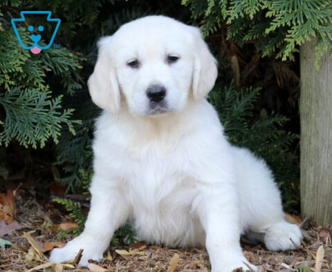 Fluffy English Cream Golden Retriever puppy sitting outdoors beside evergreen trees with a soft cream-colored coat