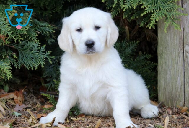 Petey Golden image