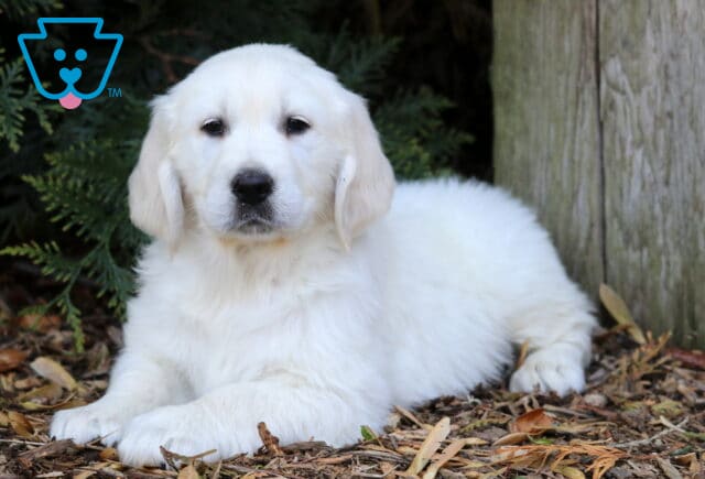 Petey Golden2 image