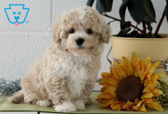 Petey Havapoo image