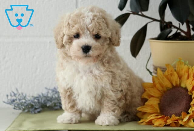 Petey Havapoo2 image