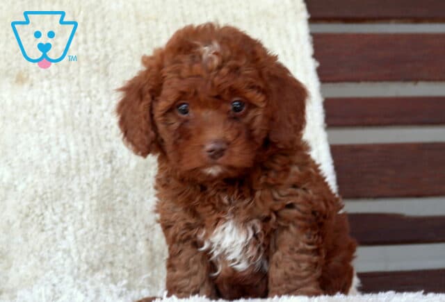 Mini Goldendoodle puppy with a rich red curly coat sitting on a soft white blanket, featuring a white chest patch and looking gently toward the camera with a sweet expression. image