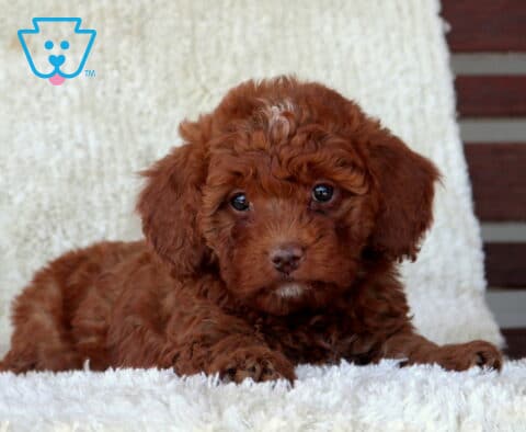 Mini Goldendoodle puppy with a deep red curly coat lying on a plush white blanket, gazing forward with bright eyes and a relaxed, cuddly pose.