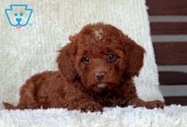 Mini Goldendoodle puppy with a deep red curly coat lying on a plush white blanket, gazing forward with bright eyes and a relaxed, cuddly pose. image