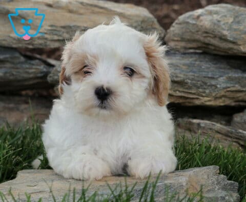 Phoenix Maltipoo