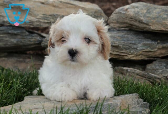 Phoenix Maltipoo image