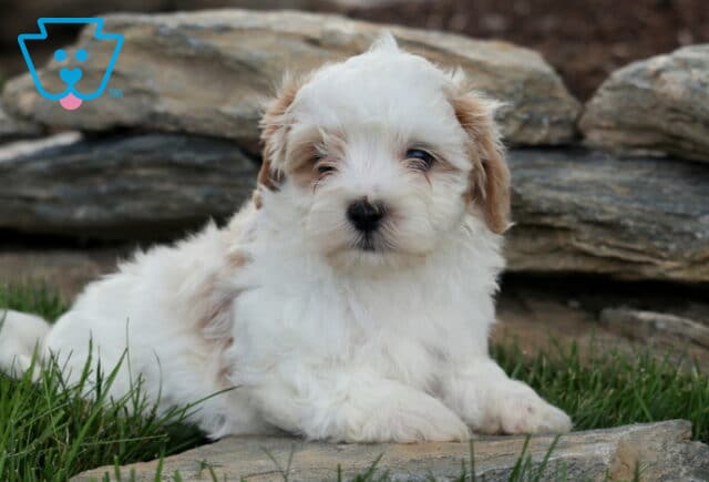 Phoenix Maltipoo2 image