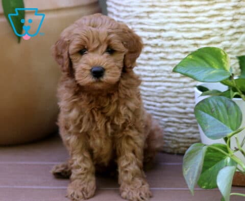 Phoenix Mini Goldendoodle