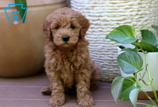 Phoenix Mini Goldendoodle image